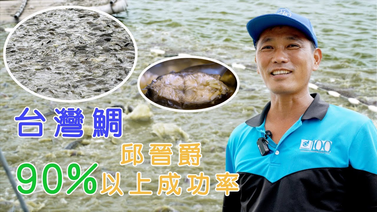 【嘉義布袋】台灣鯛 邱晉爵9成以上成功率養殖 |用心的產業 |美麗心台灣(449) #美麗心台灣 #嘉義布袋 #光合菌 #台灣鯛 #吳郭魚 #邱晉爵  #爵士勁蝦