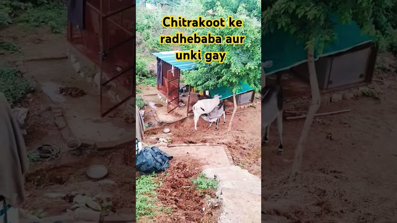 RADHE BABA #radhebaba #radheradhe #radheradhe_baba #radhebaba_short #shorts #short #rjchitrakootvlog