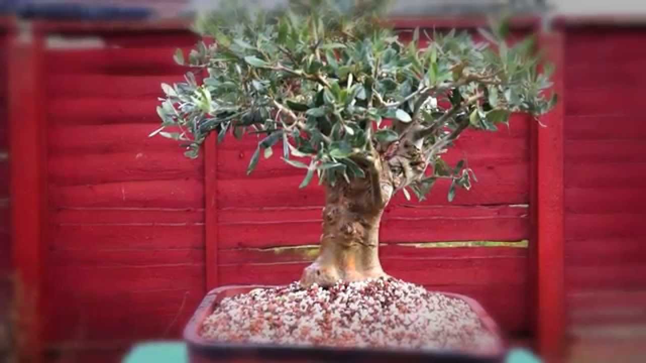 Olea Europaea Bonsai