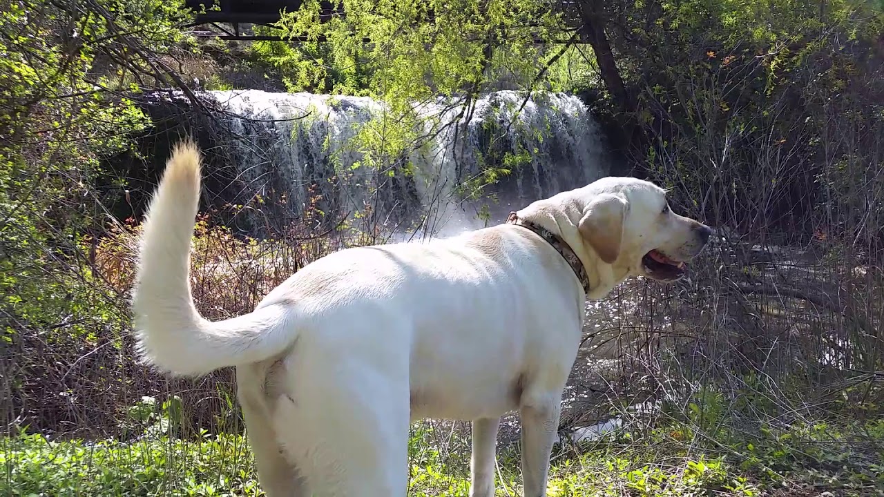 Pogi at Brushy Creek waterfall 2