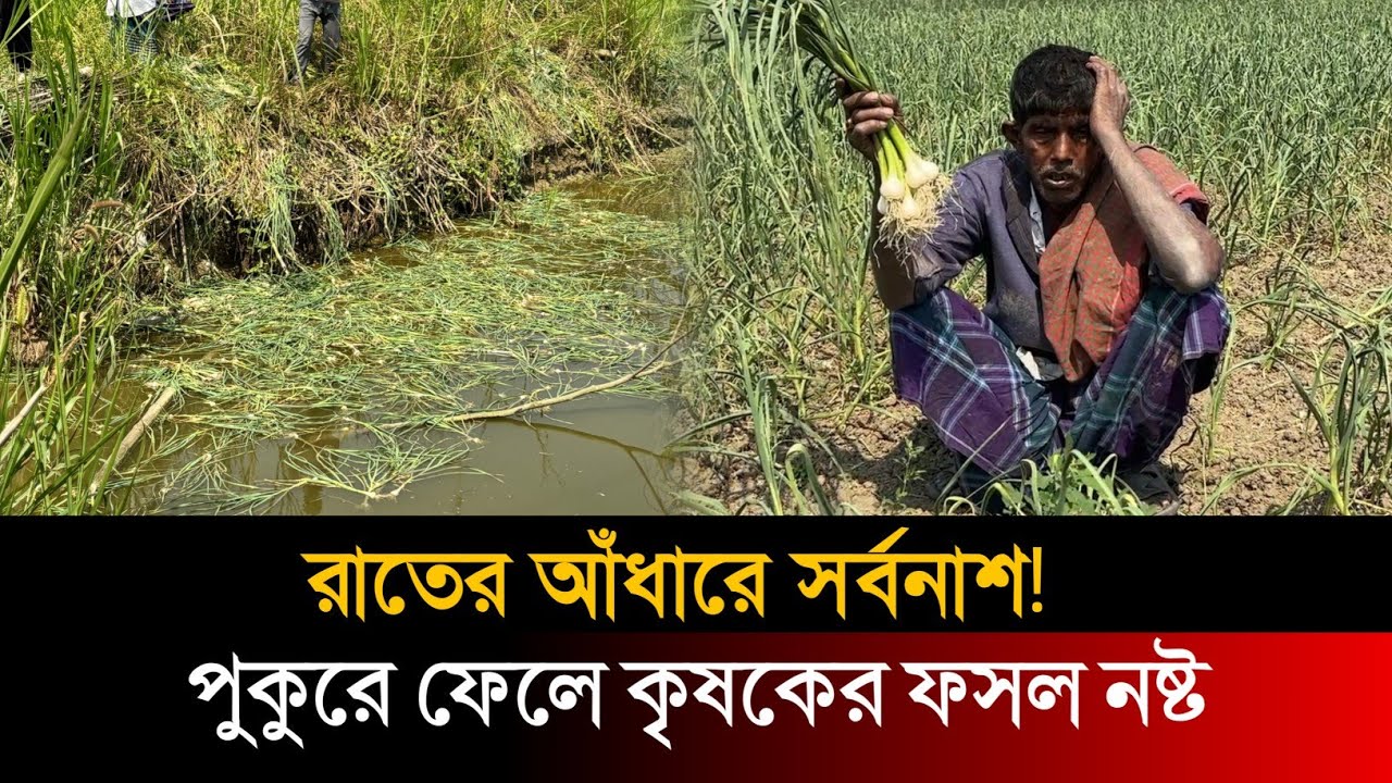 রাতের অন্ধকারে তাণ্ডব! পুকুরে ফেলে কৃষকের ফসল নষ্ট | Today Bangla 24