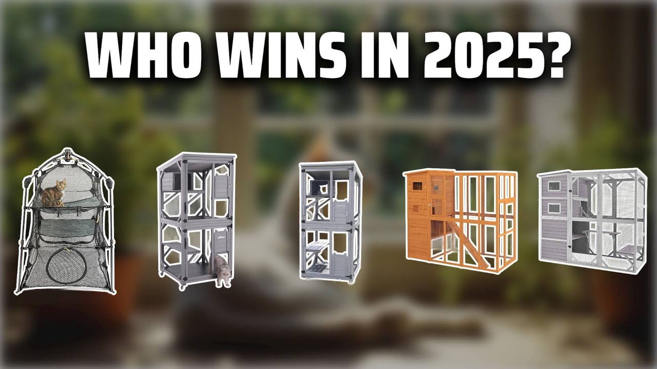 The Top 5 Best Catios in 2025 - Must Watch Before Buying!