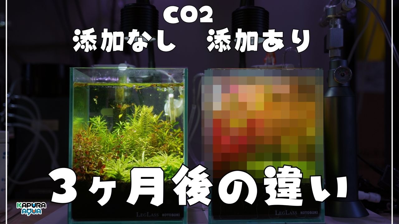 【検証】15cm小型水槽で「CO2あり・なし」を3ヶ月比較した結果。水草の成長と苔の出方に衝撃の差が…【アクアリウム】