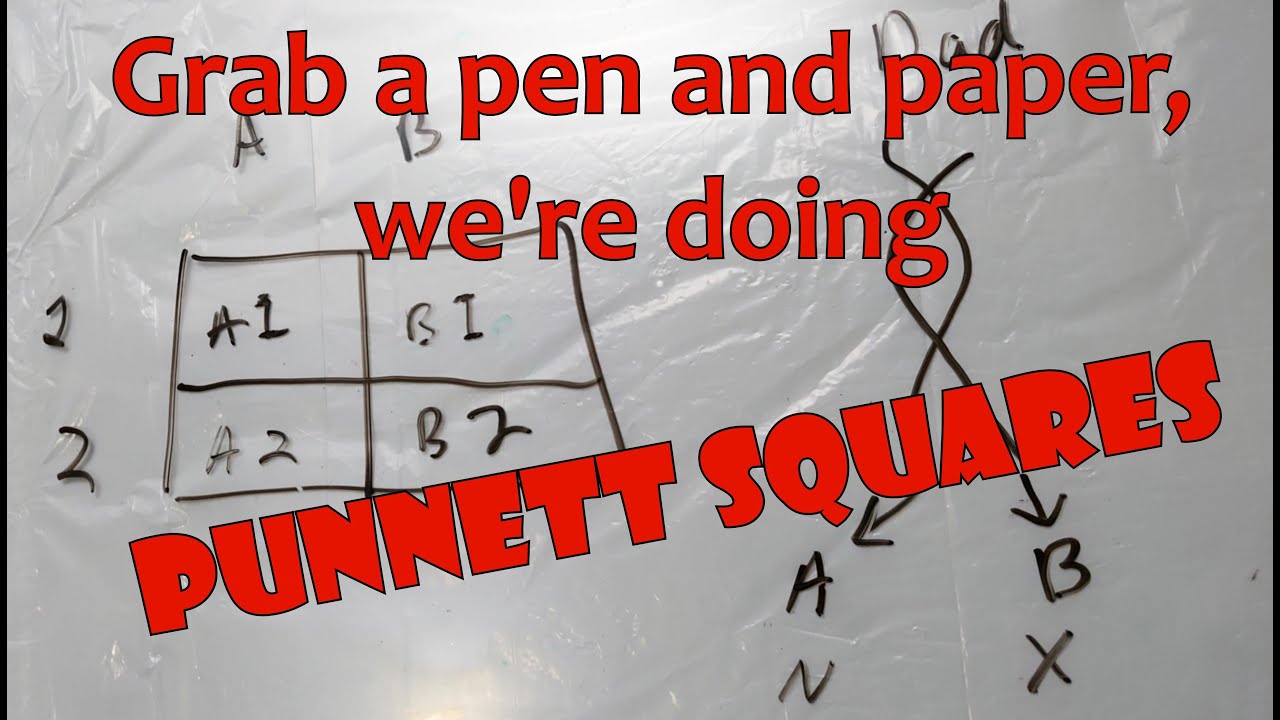 Punnet Squares | Corn Snake Genetics #1 (Updated 2020)