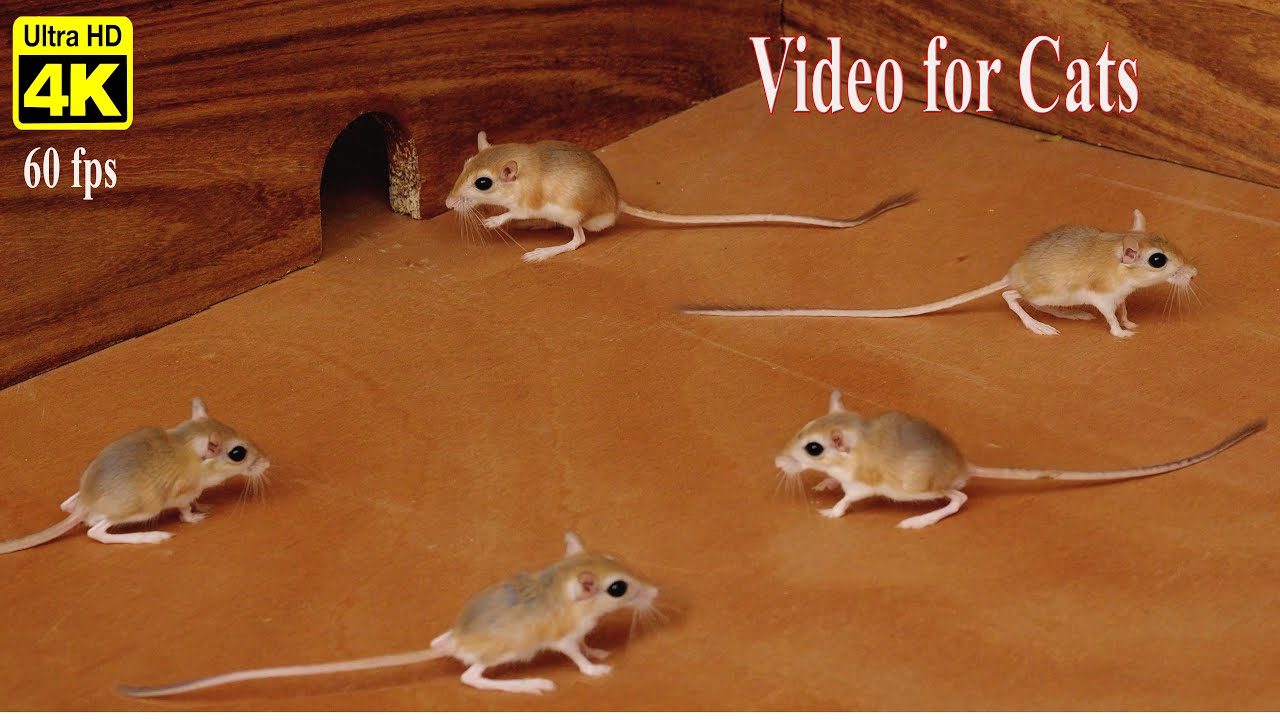 Cat TV Games | Mice in the Jerry Mouse Hole, Hide & Seek | 8 Hour 4K UHD