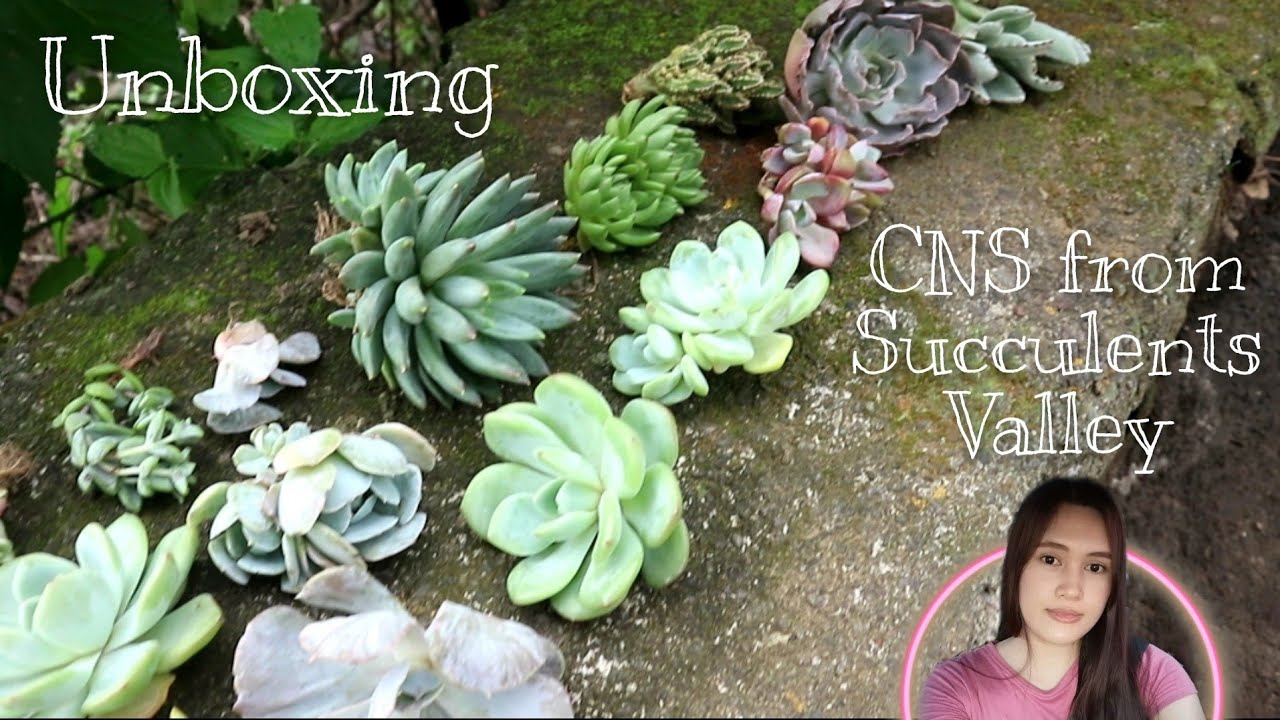 UNBOXING: Cactus and Succulents 