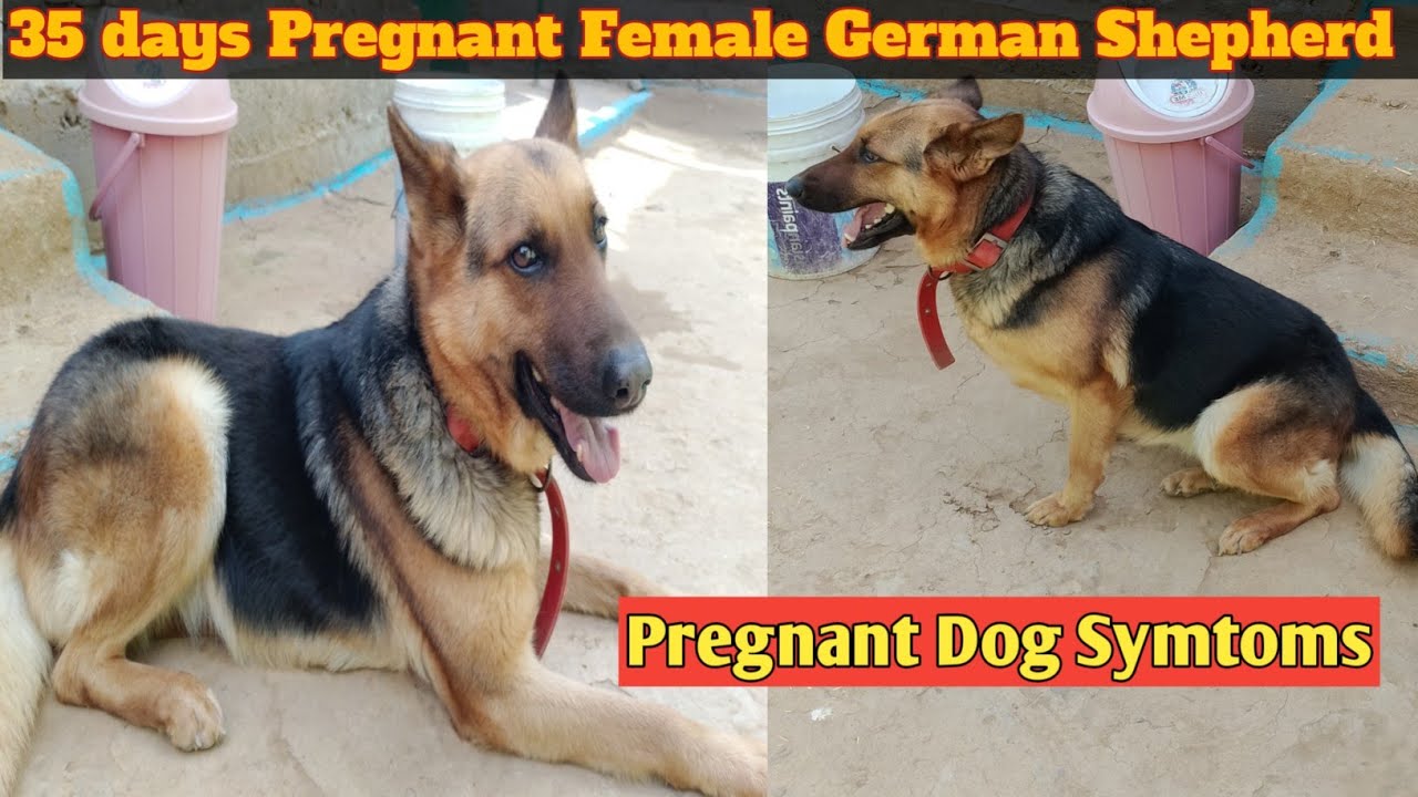 35 days Pregnant Female German Shepherd||Symtoms of pregnant female dog||Pregnancy In Dogs||