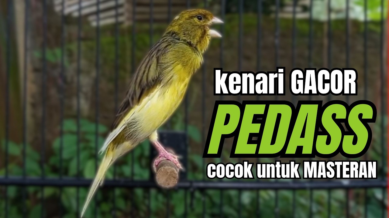 Masteran KENARI GACOR ngeroll panjang,Cuit Cuit Emosi AMPUH bikin kenari nyaut ,Masteran MURAI BATU