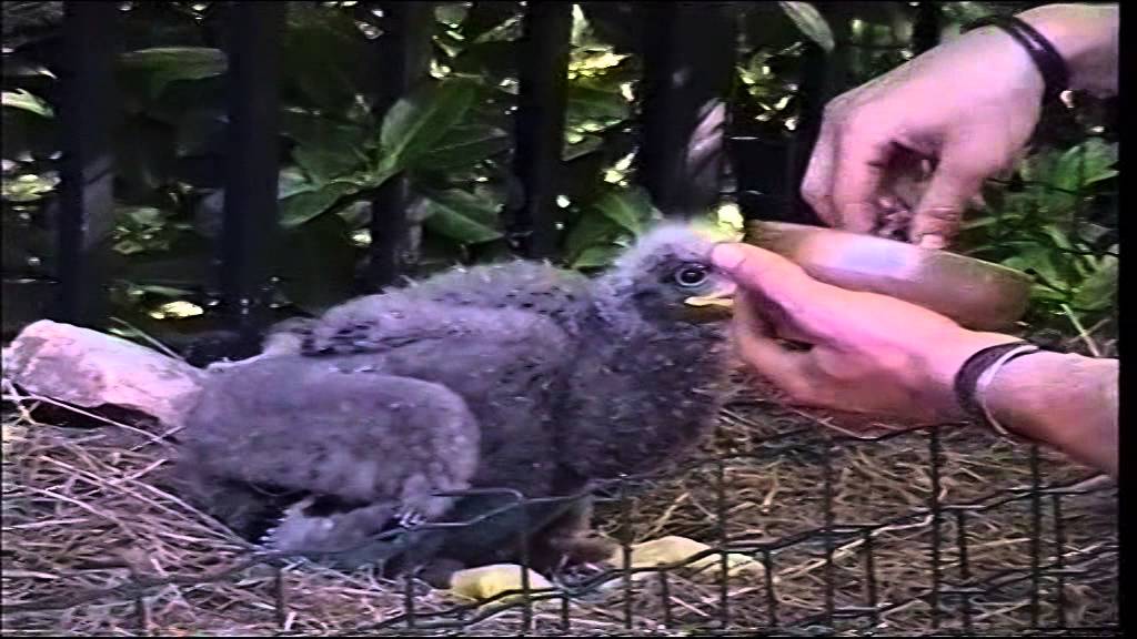 Le Donjon des Aigles dans les Pyrénées