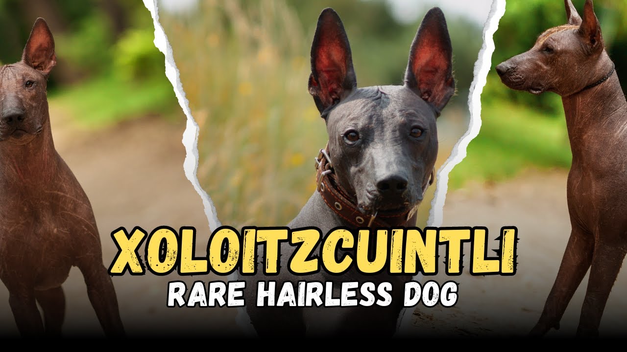 Xoloitzcuintli, Rare Hairless Dog Breeds, Buying Cost, Diet, Care Sheet Guide for Beginners