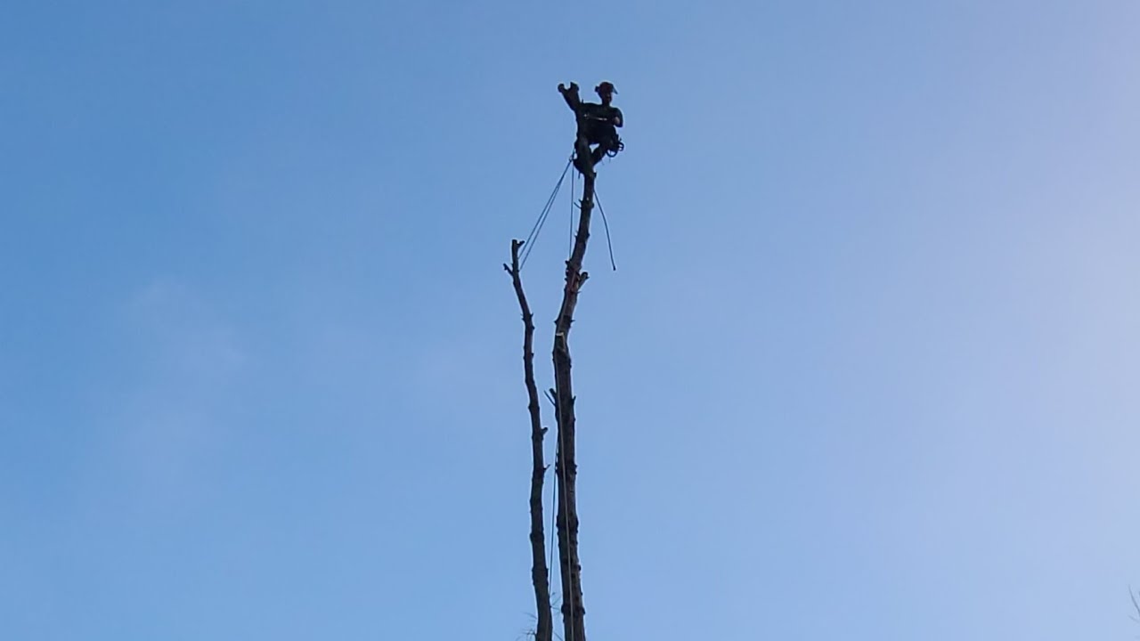 Full Cherry tree removal (climbers POV)
