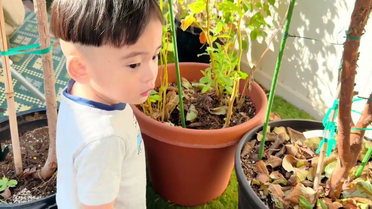 Is it too early to start spring cleanup? Cả nhà cùng dọn vườn nhà ở California Mỹ 