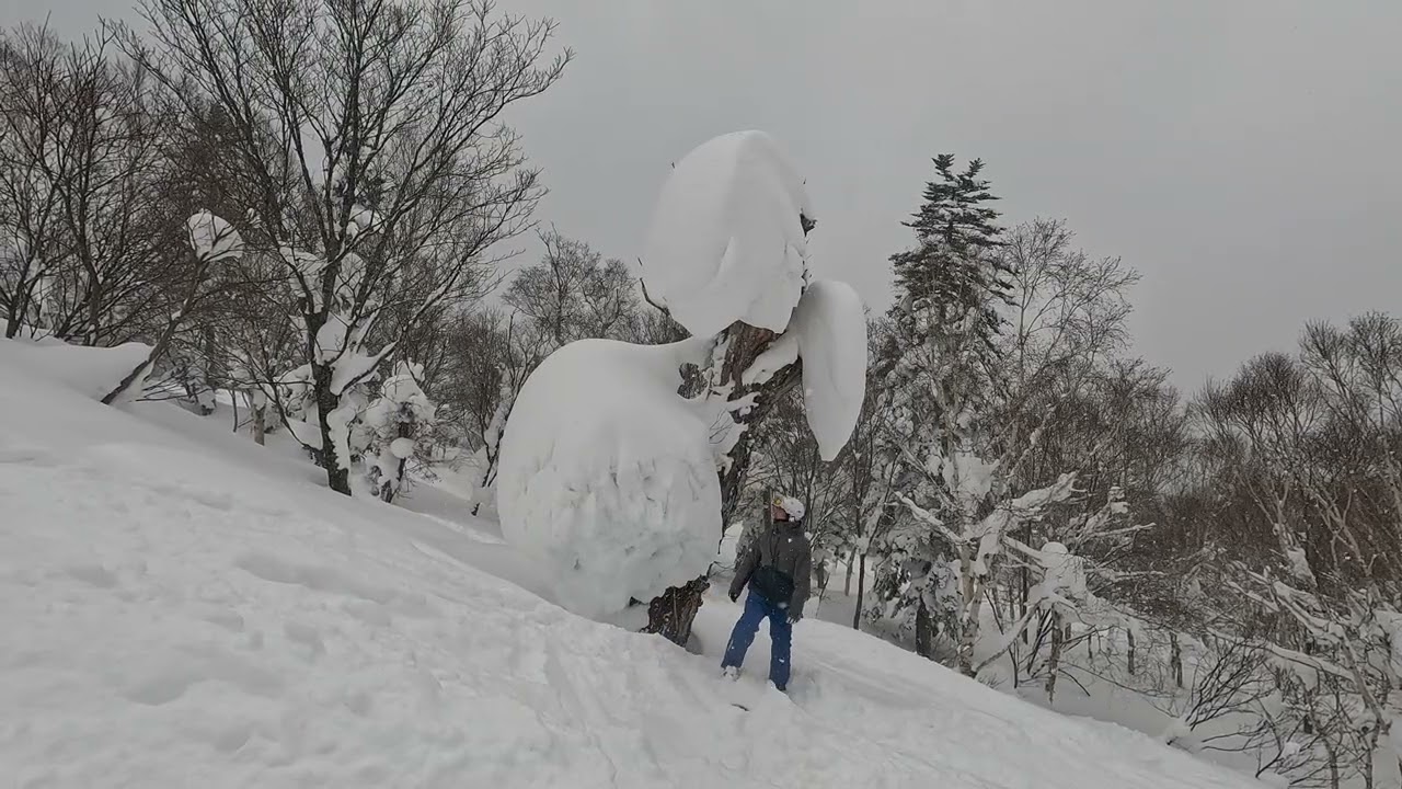 260211 🌳 2, Kiroro