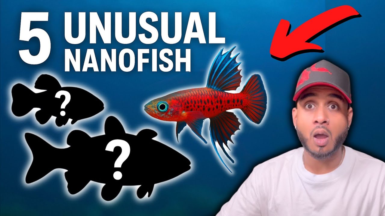5 Nano Fish That Deserve Way More Attention!