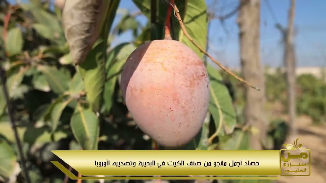 إنتاجية توصل لـ 10 طن.. تعالوا ناكل أجمل مانجو كيت في مزرعة مذهلة بقلب البحيرة 😍💪