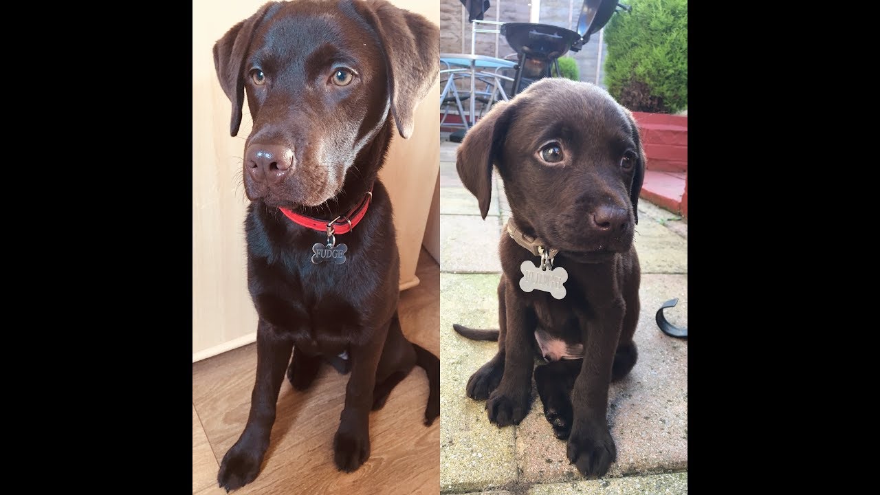 Our chocolate Labrador puppy 'Fudge' aged 2 to 6 months