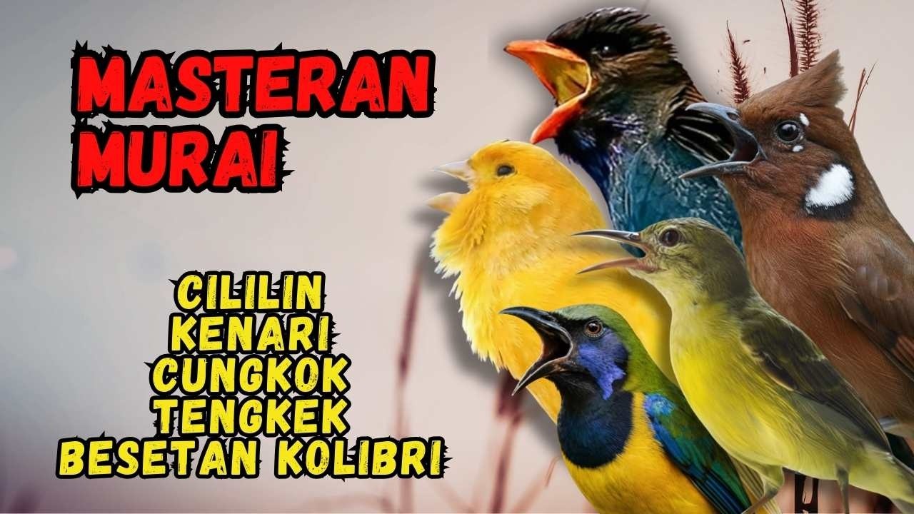 Masteran Murai Isian Cililin, Kenari, Cungkok, Tengkek, Besetan Kolibri