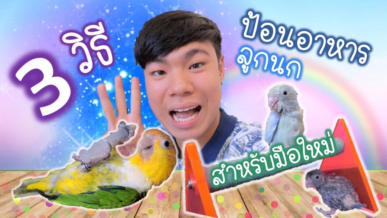 3 วิธีป้อนอาหารลูกนก สำหรับมือใหม่ | My PET EP.4