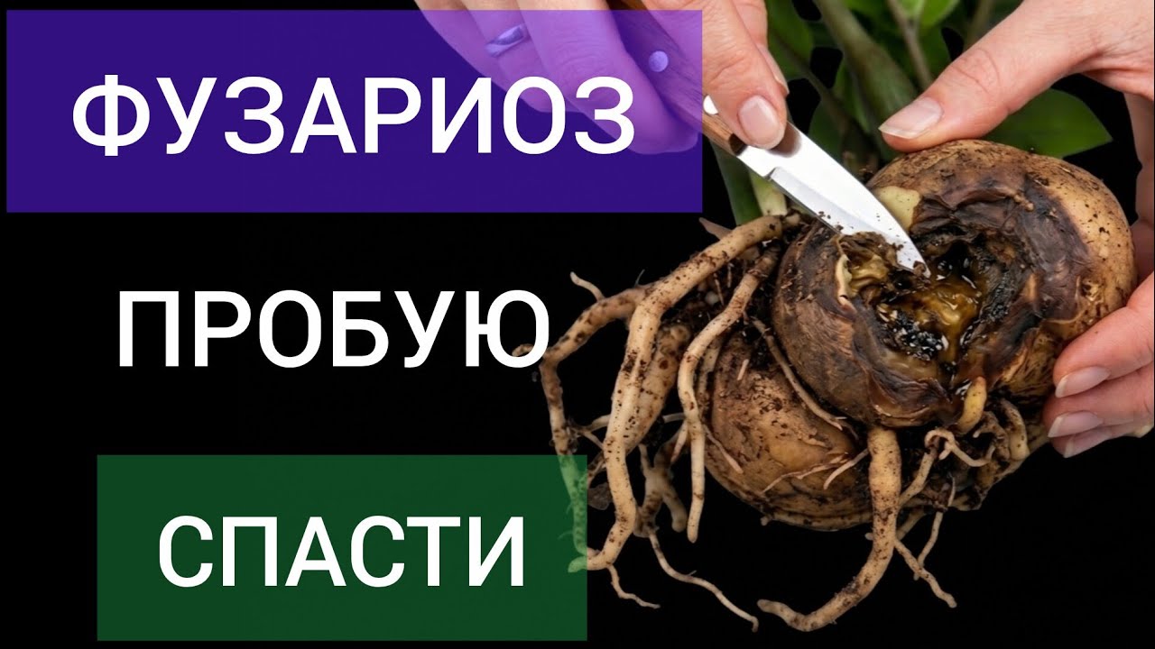 Фузариоз у замиокулькаса: гниёт клубень и корни. Реанимация растения | Моя борьба