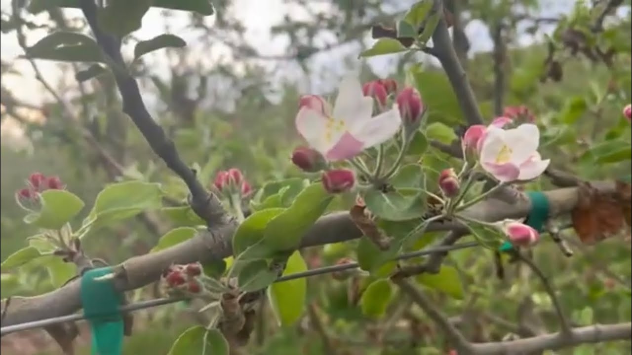 Progreso de la flor de manzana 🍎
