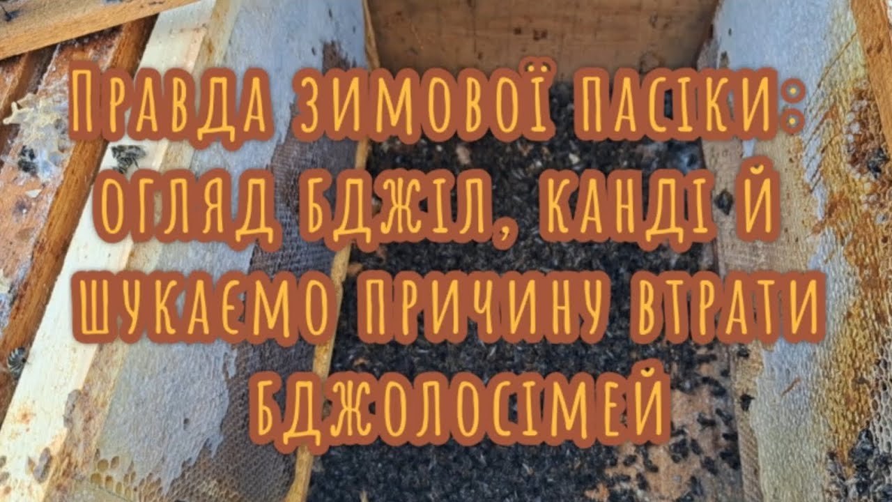 Правда зимової пасіки: огляд бджіл, канді й шукаємо причину втрати бджолосімей