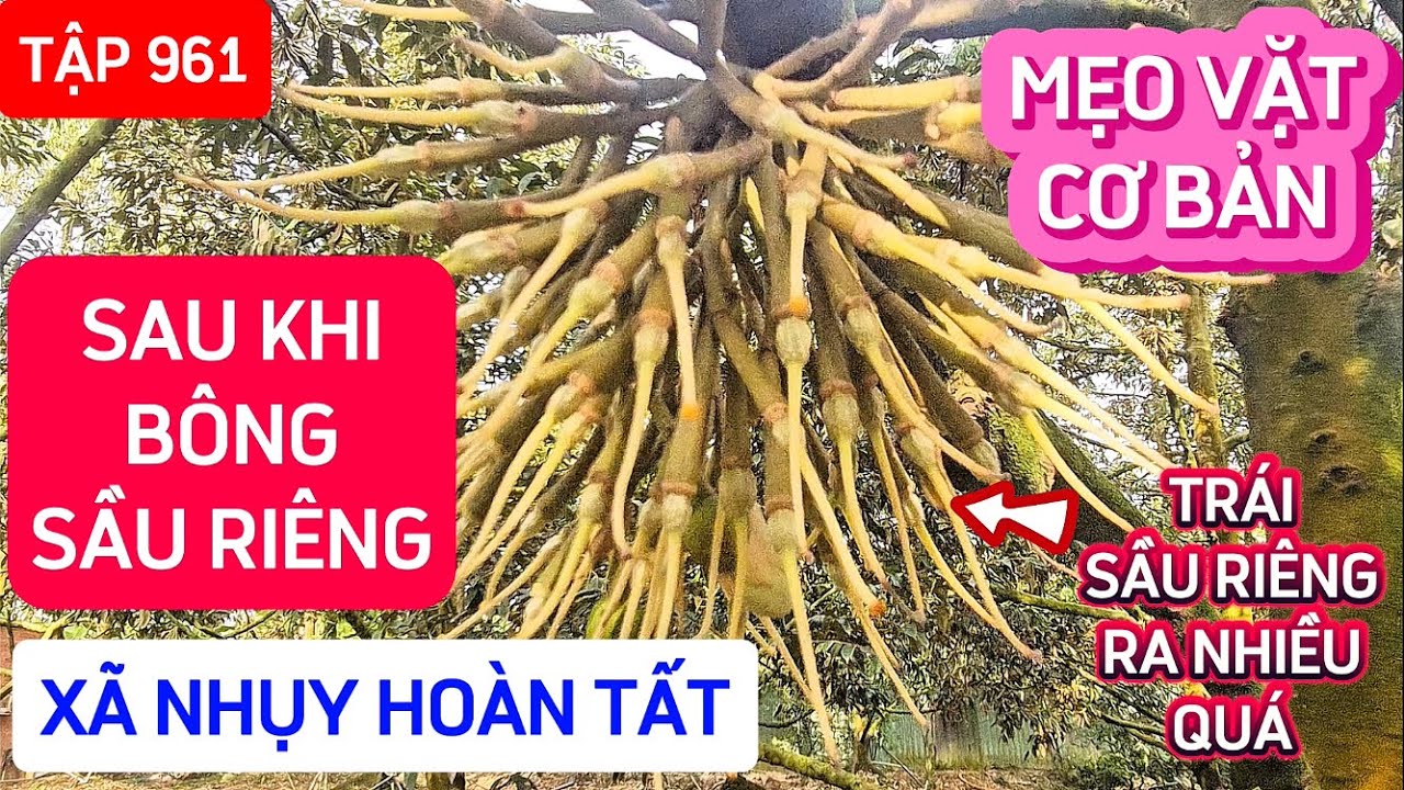 TẬP 961 MẸO VẶT CƠ BẢN SAU KHI BÔNG SẦU RIÊNG XÃ NHỤY HOÀN TẤT