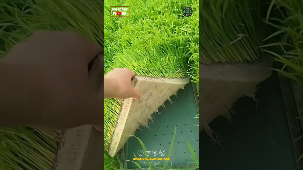 Amazing Rice Transplant Mat Grown in Mat