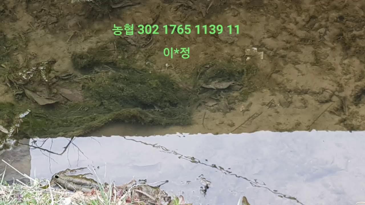 이혜정다육tv🎍매일방송*커버곡.신청곡 틀어드립니다.(611)