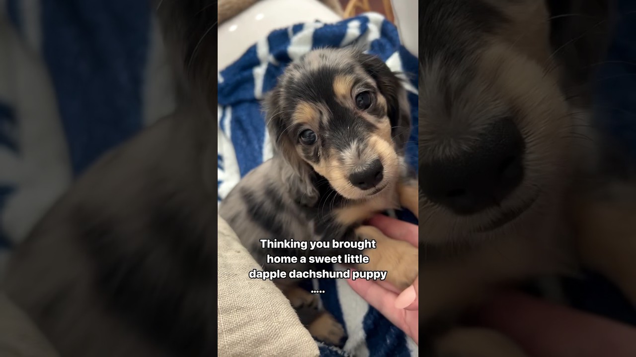 Mini Dachshund's Villain Era 😈