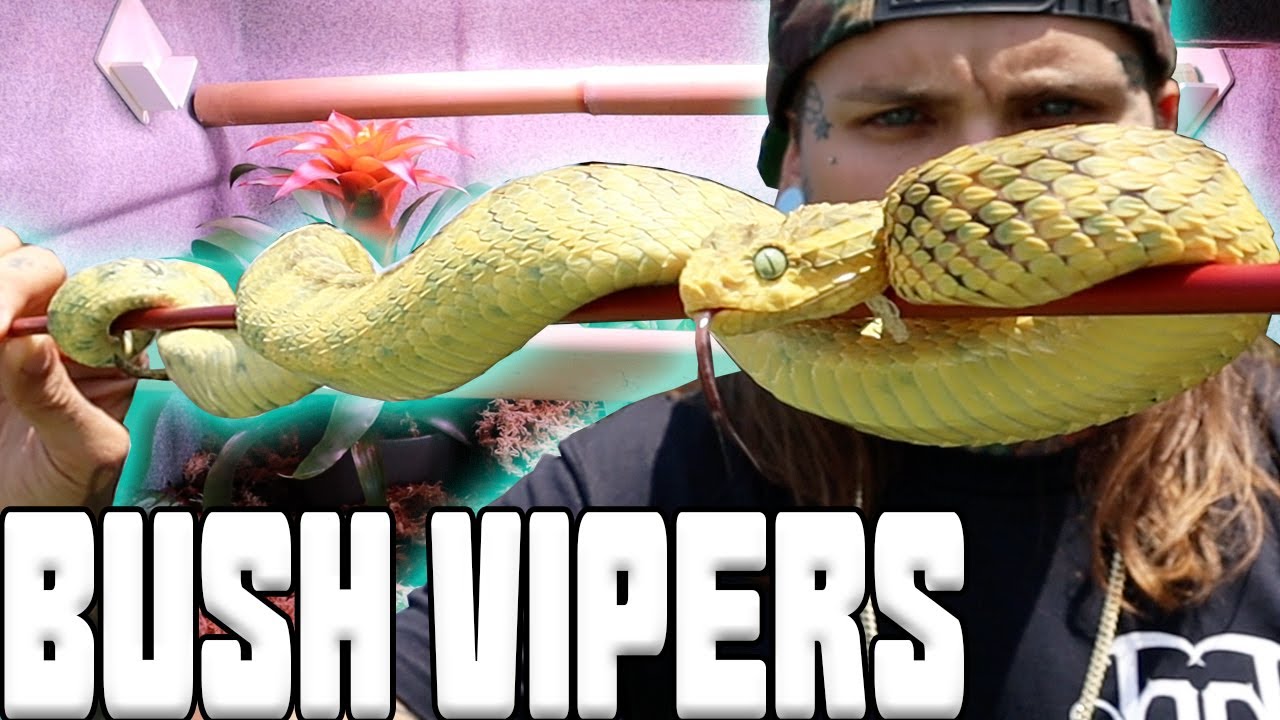 *SQUAMS* Got 4 New Bush Vipers! and Upgraded the Arboreal Encousures | Tyler Nolan