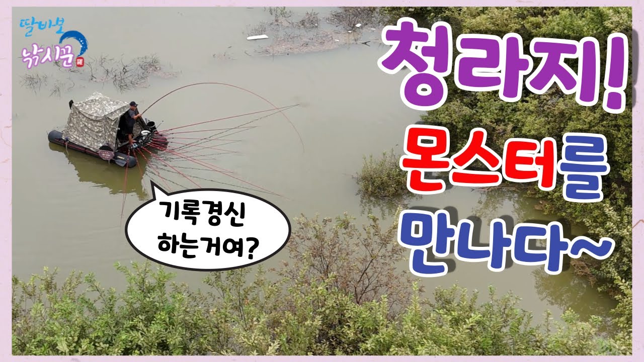 청라지 44cm 몬스터를 만났는데~ 정체가? #보령 #청천저수지 #수몰나무 #폭우 #오름수위 #독조