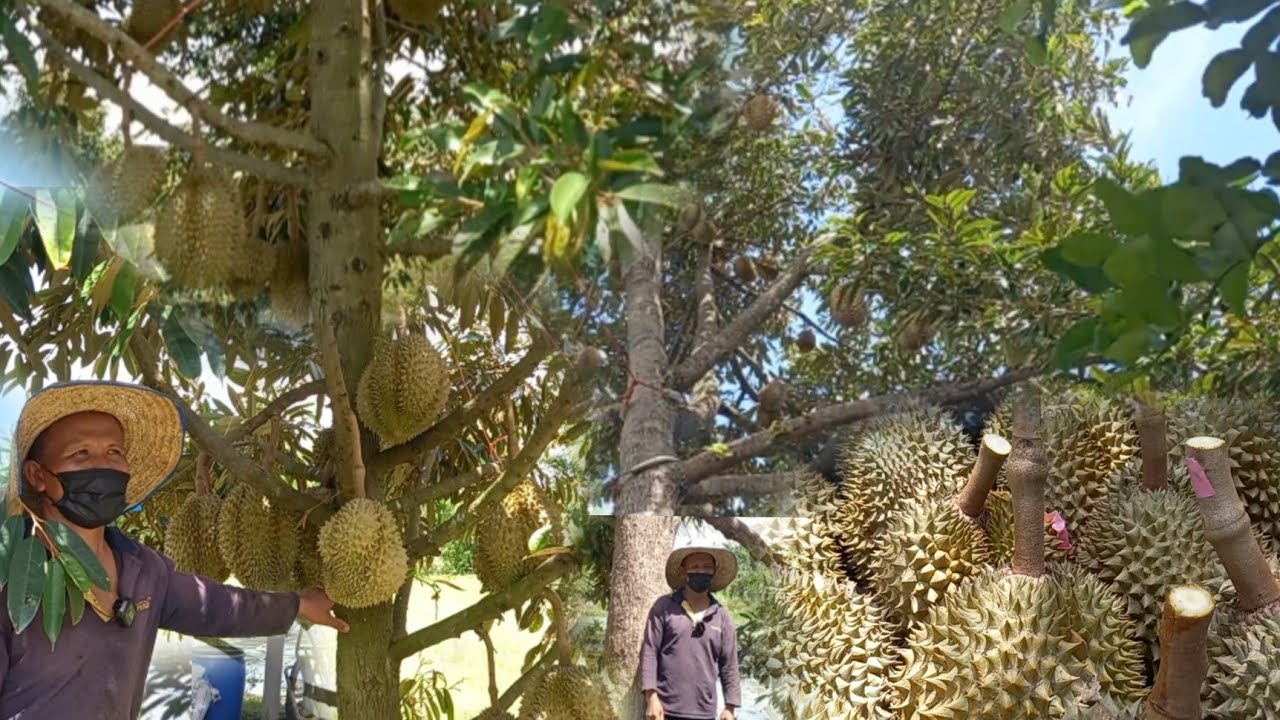 ทุเรียนดินทราย เกินคำบรรยาย เมืองเดชอุดม กำลังขยายเพิ่มหลายไร่ ใครปลูกไม่เป็น คลิปนี้มีคำตอบ