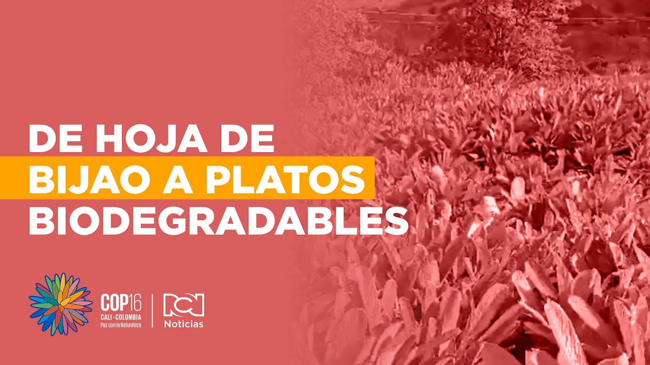 Ideas innovadoras, la transformación de la hoja de bijao