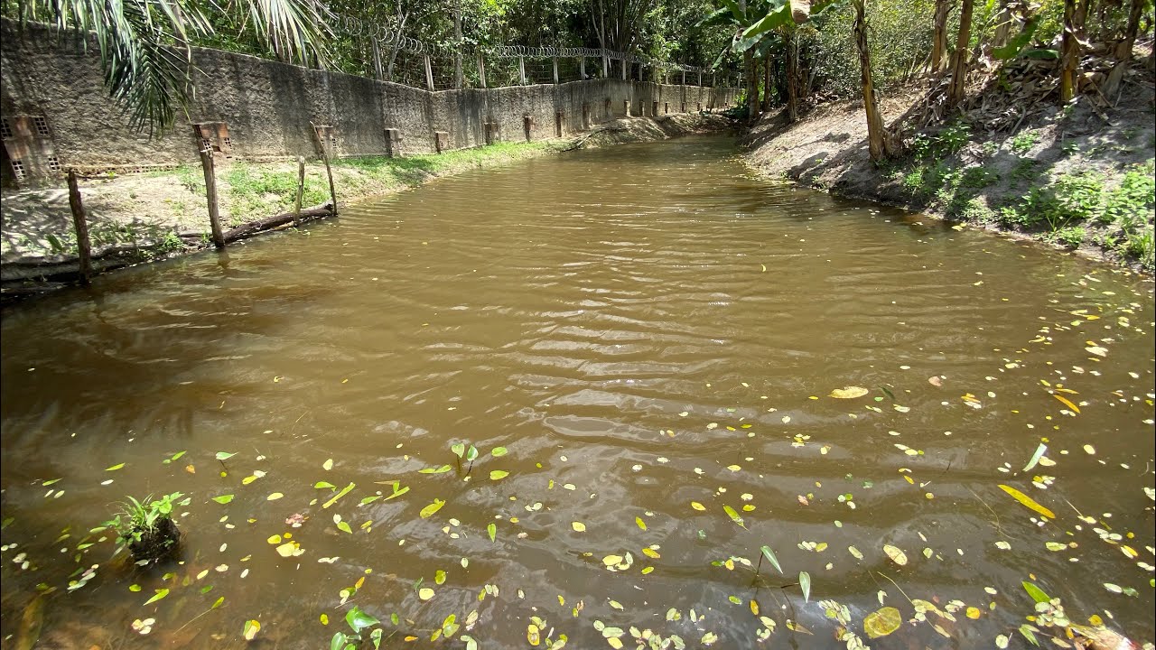 🌾  Sítio á Venda  de 10.000m² a 30 Minutos de Recife -Casa,Riachos e Fruteiras. R$500.000