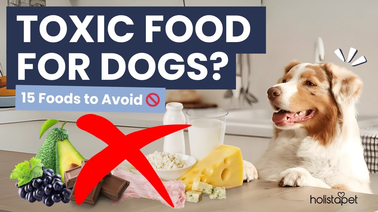 15 Toxic Foods that Dogs Should Never Eat