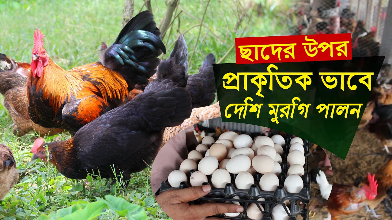 সম্পূর্ণ প্রাকৃতিক পদ্ধতিতে ছাদের উপর দেশি মুরগি পালন | Desi murgi palan | Desi murgi poultry farm