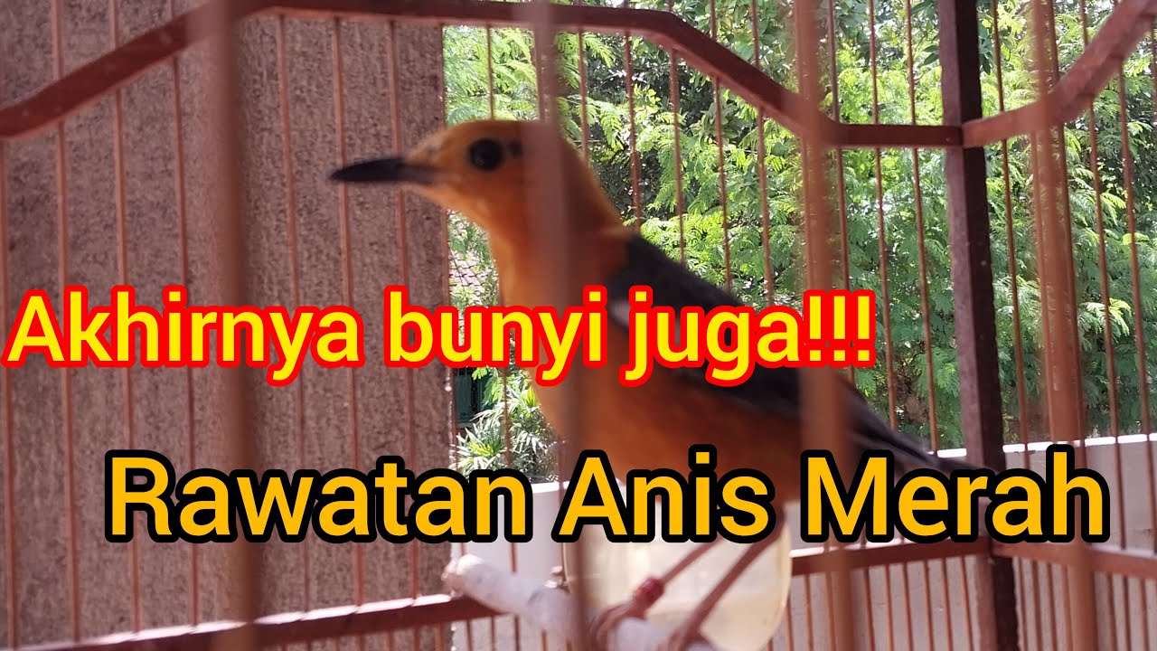 Rawatan 1,5 tahun akhirnya bunyi.. Saya merawat anis merah seperti ini!! Kata kuncinya ,"ADAPTASI"!!