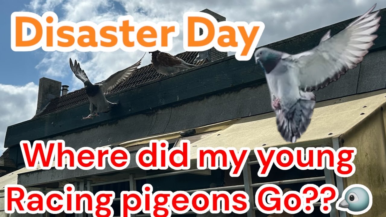 Disaster Day… Where Did My Young Racing Pigeons Go? 🕊️ (Must See Ending)