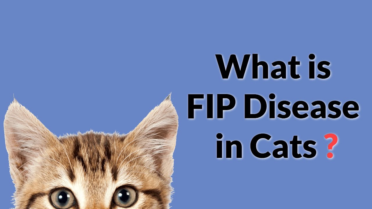 What is FIP Disease in Cats? (Easy & Complete)