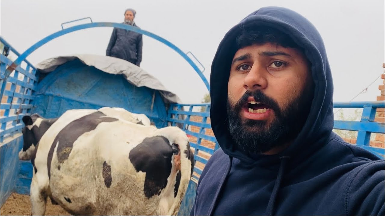 form ki sabhi cow chai gai🐄