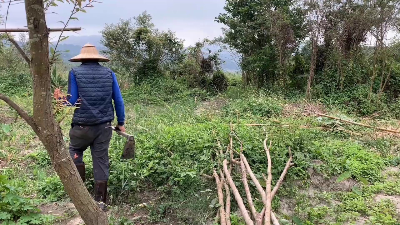 桑葚扦插～太容易了～隨便插也活
