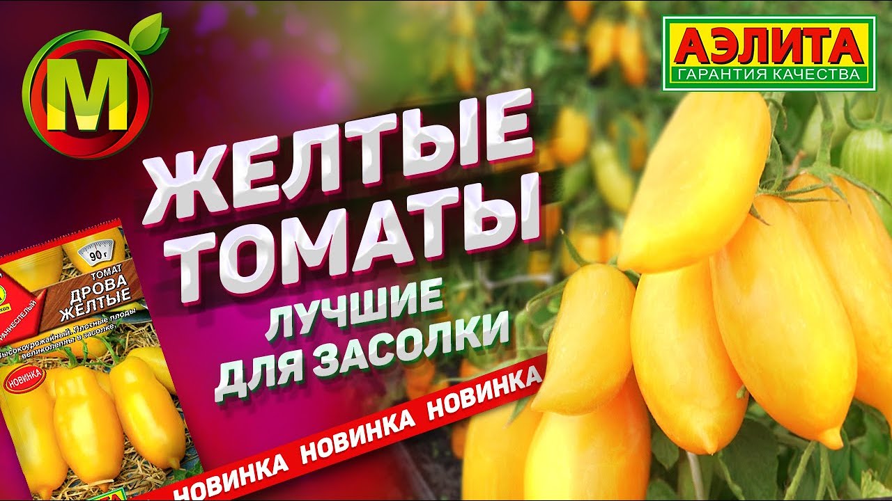 Лидер среди Урожайных Томатов ДЛЯ ЗАСОЛКИ – Томат Дрова Желтые (Новинка)