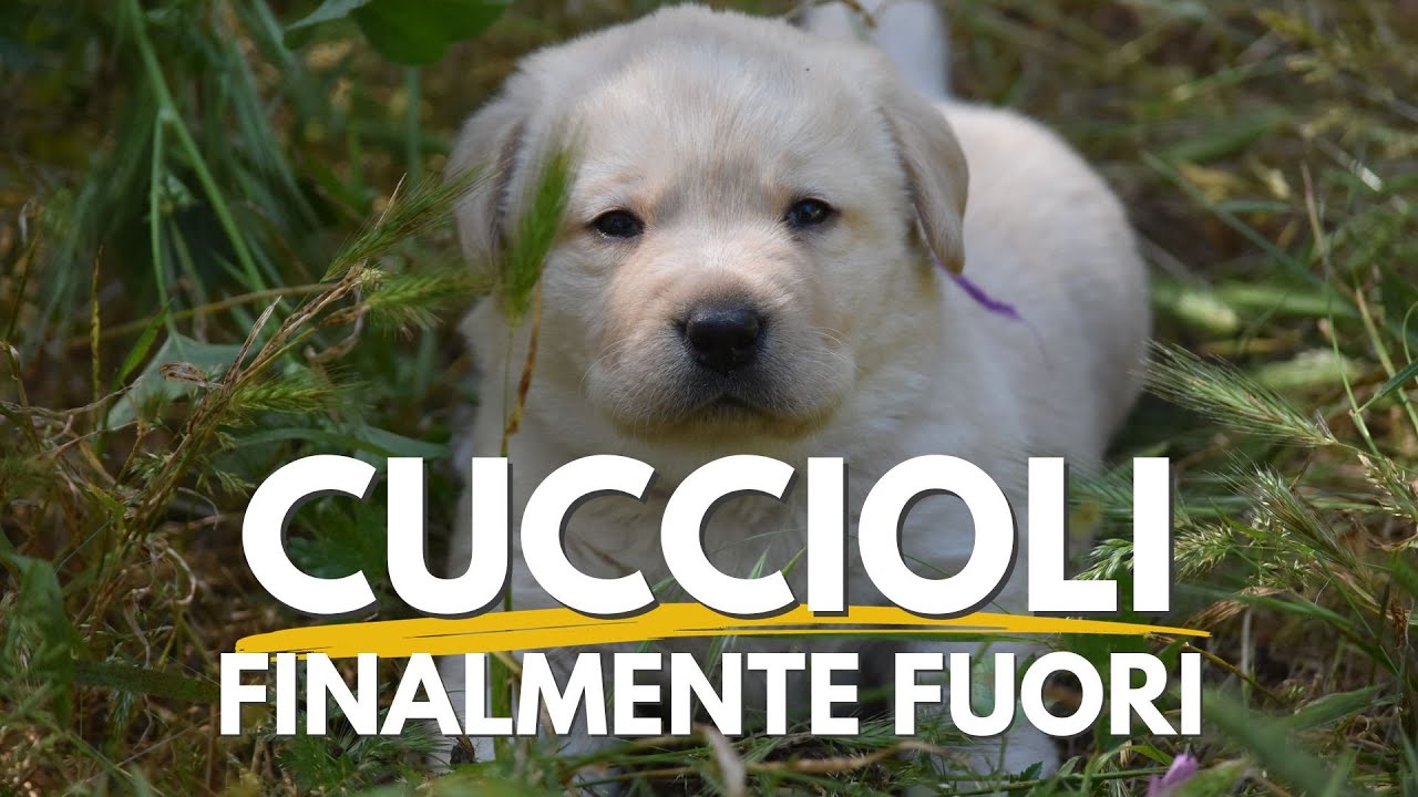 Primo giorno dei cuccioli in giardino.