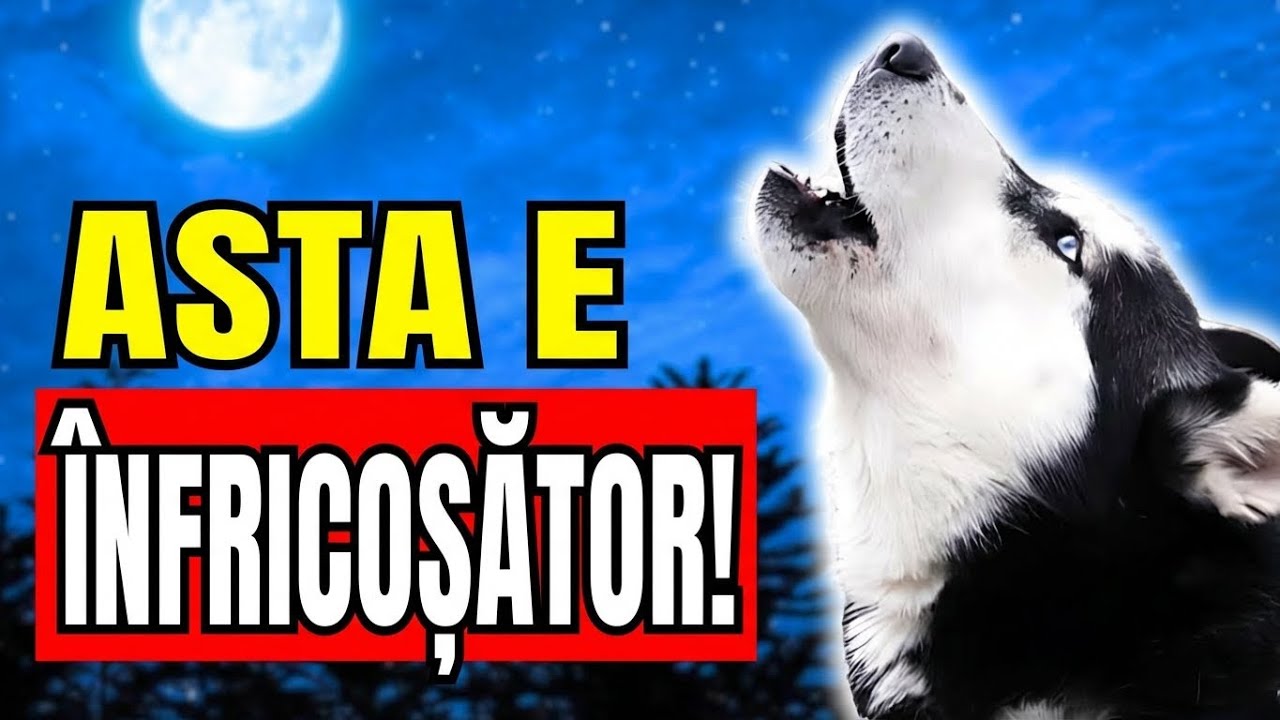 Dacă Câinii Încep Să URLĂ Noaptea, Aceasta Este Ce Înseamnă Cu Adevărat