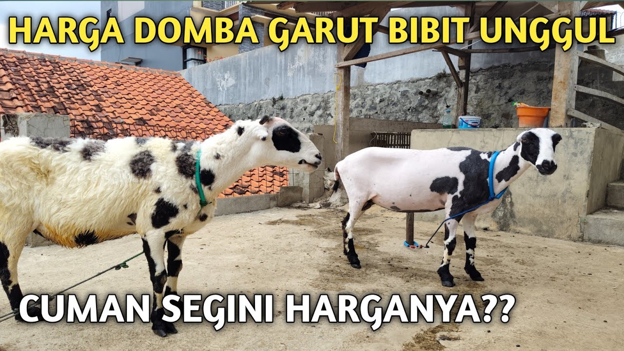 WAJIB NONTON‼️HARGA DOMBA GARUT BIBIT UNGGUL SUPER JUMBO 