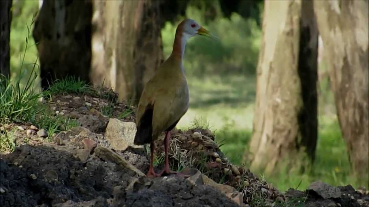 GALLINETA GRANDE (Aramides Ypecaha) cloqueo y llamada