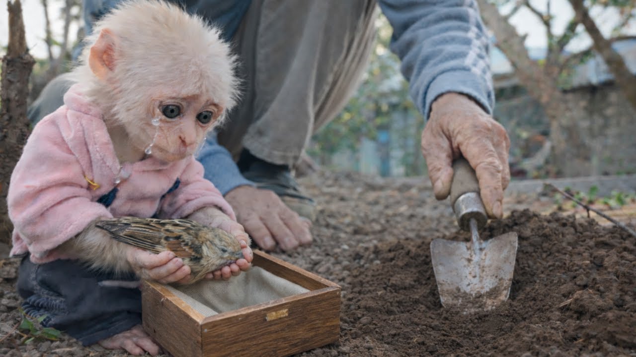 [CC] A Silent Moment: Monkey Baba Learns How to Say Goodbye