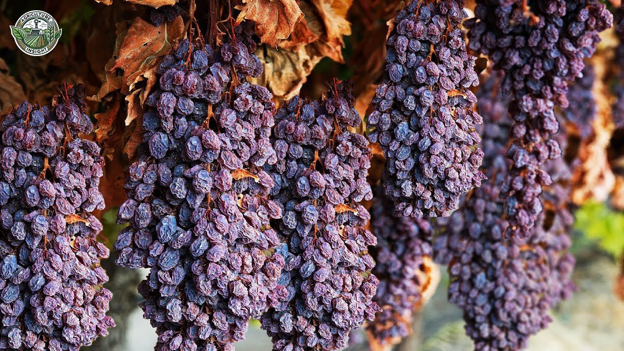 2.4 Million Grape Seedlings Are Produced And Harvested For Raisin This Way | Agriculture Technology