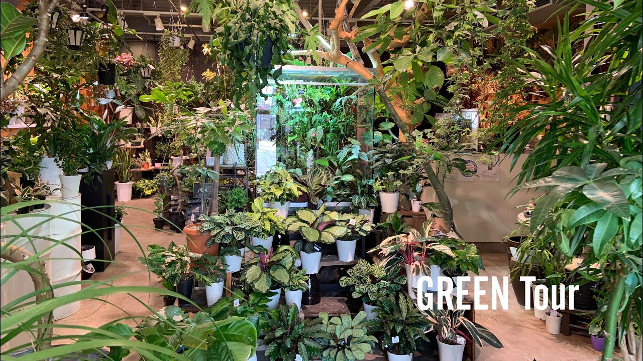 自宅を観葉植物でいっぱいにしたい人必見！面白い植物がいっぱい！二階建てのお店のPlant Tourが楽しすぎた | Hanatsumugi green |  園芸/観葉植物店巡り | 大阪/茨田大宮