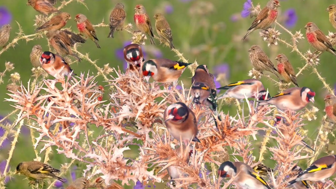 بتبتة الحسون تحفيز الحسون على التغريد والهيجان علاج صمت الحسون goldfinch stimulation #birds 